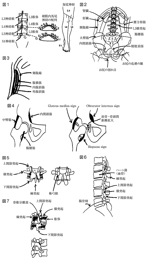 プライマリケアのための関節のみかた 腰痛診断 中 臨床医学講座より 医科 学術 研究 兵庫県保険医協会